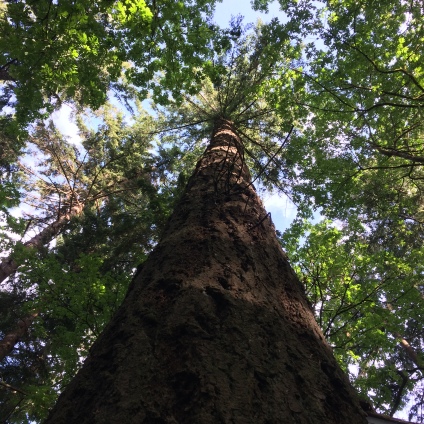 One last look up the 'Nutcracker' Douglas Fir. So long, and thanks for the majestic presence.