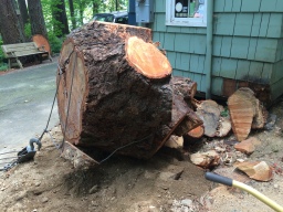 And the stump has been wrenched from its last earthly tether. Sad but, well, good.